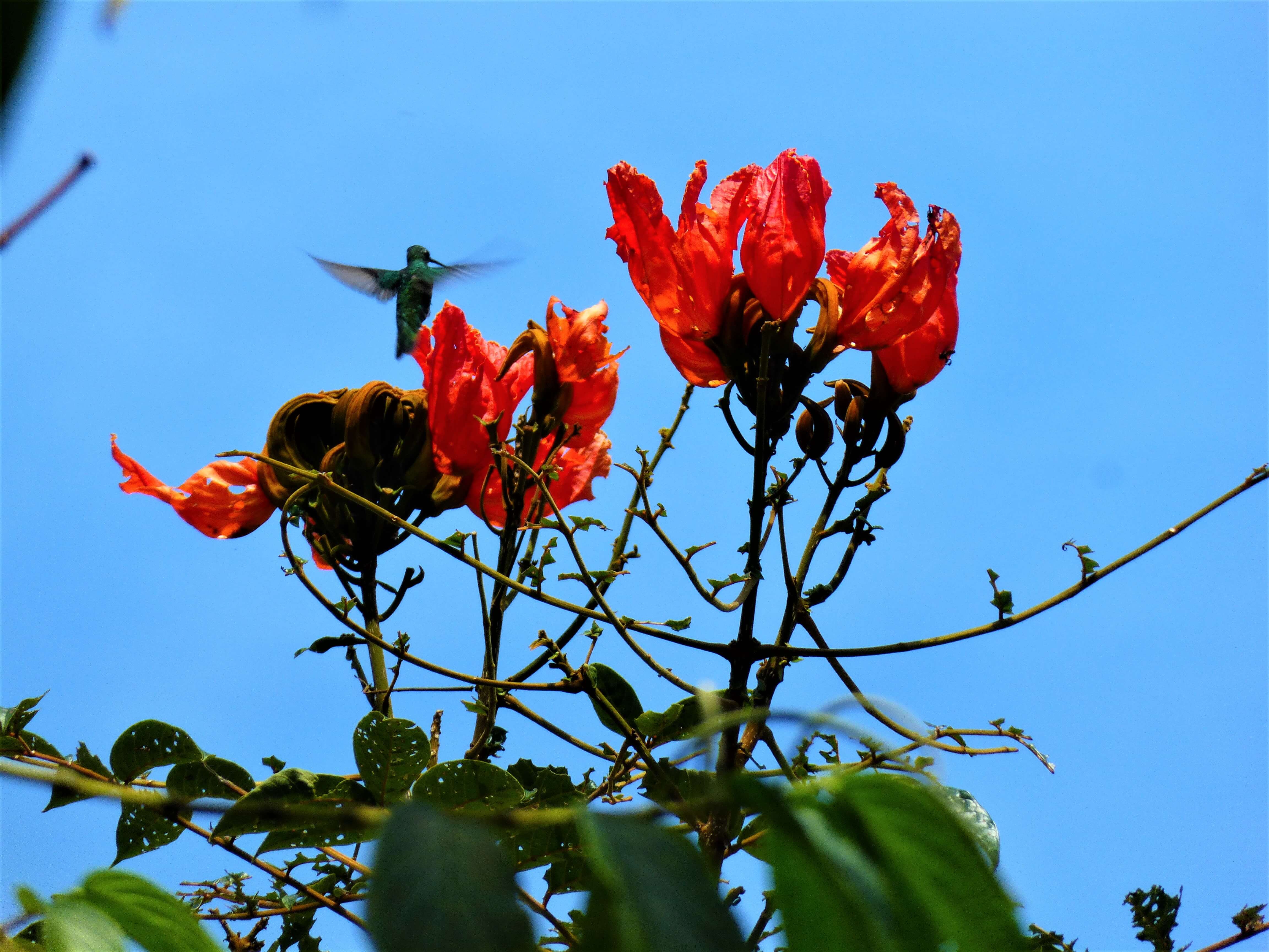 Pajaro Colibri